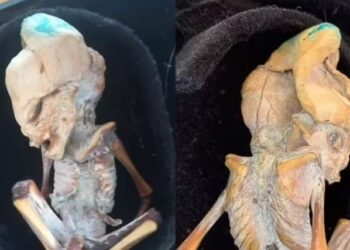 Los científicos dieron su veredicto sobre el “alienígena” que sorprendió al mundo
