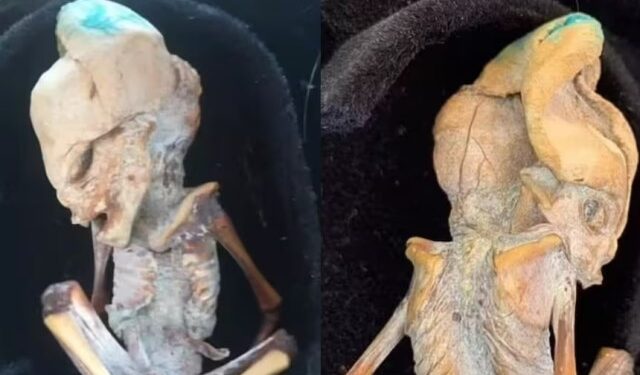 Los científicos dieron su veredicto sobre el “alienígena” que sorprendió al mundo