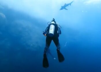 “Había una columna de sangre”: filmó el ataque de tiburón más nítido de todos los tiempos y no sale del shock (VIDEO)