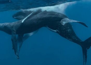 Captan el primer apareamiento de ballenas jorobadas y resultan ser dos machos