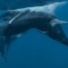Captan el primer apareamiento de ballenas jorobadas y resultan ser dos machos