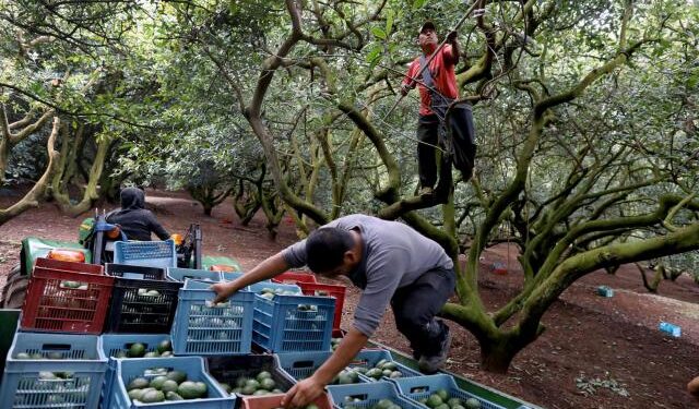 Cómo los grupos criminales ayudan a expandir la multimillonaria industria del aguacate en México