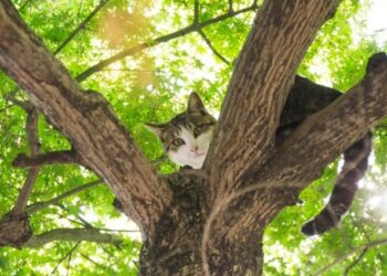 Intentó rescatar a una gata en lo alto de un árbol, pero también quedo atrapada (VIDEO)