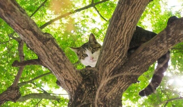 Intentó rescatar a una gata en lo alto de un árbol, pero también quedo atrapada (VIDEO)