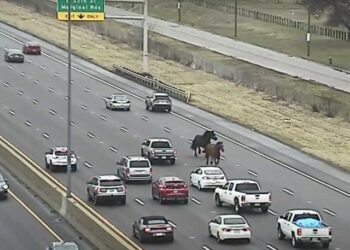 VIDEO: Dos caballos se le escaparon a la policía en Cleveland y causaron caos en una autopista