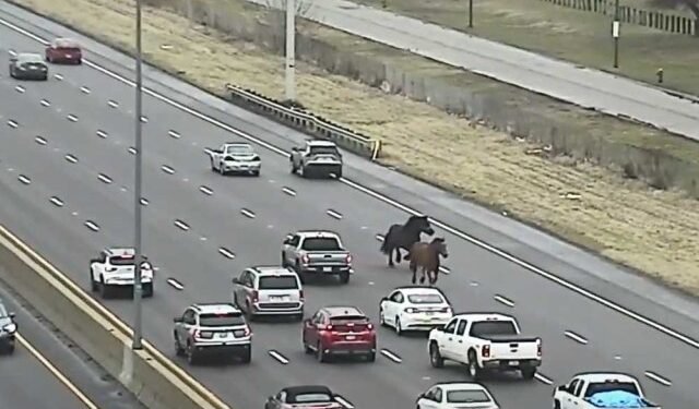VIDEO: Dos caballos se le escaparon a la policía en Cleveland y causaron caos en una autopista