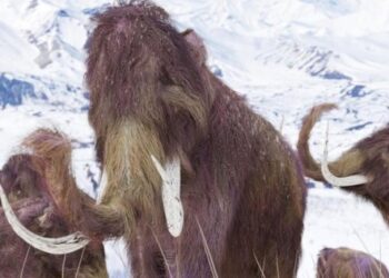 Buscarán “resucitar” al mamut lanudo, extinto hace 4 mil años
