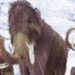 Buscarán “resucitar” al mamut lanudo, extinto hace 4 mil años