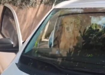 “Mi amor, no”: Fue a buscar su auto para ir a trabajar y encontró a su perro en una situación desgarradora (VIDEO)