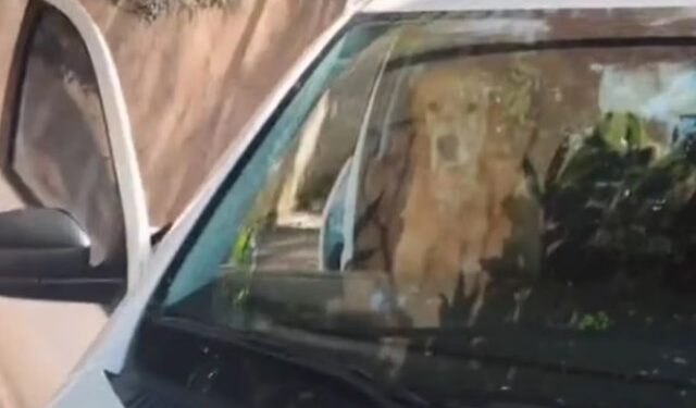 “Mi amor, no”: Fue a buscar su auto para ir a trabajar y encontró a su perro en una situación desgarradora (VIDEO)