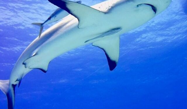 Cómo los cosméticos y los suplementos dietéticos amenazan a tiburones y peces raya