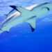 Cómo los cosméticos y los suplementos dietéticos amenazan a tiburones y peces raya