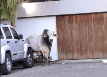 “Muñeco”, el toro que deambulaba por La Boyera, ya se encuentra en su hogar