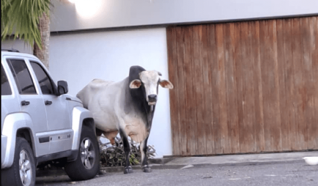 “Muñeco”, el toro que deambulaba por La Boyera, ya se encuentra en su hogar