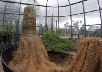 Un lugar en Bogotá para preservar ecosistemas en peligro: el Tropicario