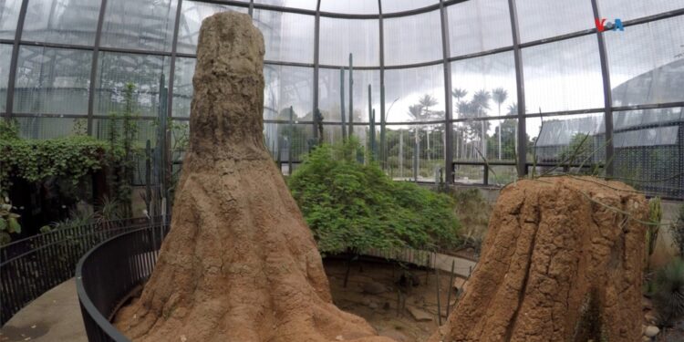 Un lugar en Bogotá para preservar ecosistemas en peligro: el Tropicario