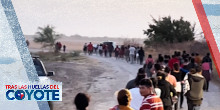 Audio | Tras las huellas del coyote