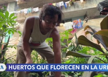 Antiguos espacios abandonados en San Salvador sirven ahora de huertos urbanos