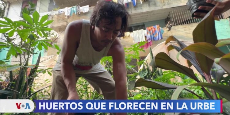 Antiguos espacios abandonados en San Salvador sirven ahora de huertos urbanos