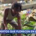 Antiguos espacios abandonados en San Salvador sirven ahora de huertos urbanos