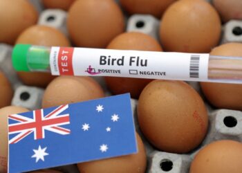 Australia cierra granjas a medida que se propaga la gripe aviar