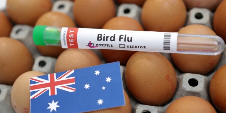 Australia cierra granjas a medida que se propaga la gripe aviar