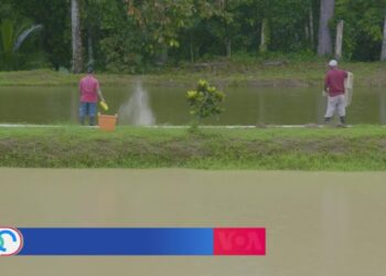 La acuicultura cobra fuerza en Panamá como opción contra la inseguridad alimentaria