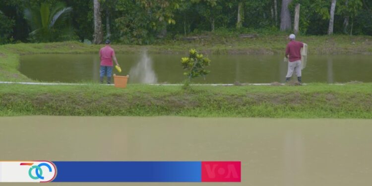 La acuicultura cobra fuerza en Panamá como opción contra la inseguridad alimentaria