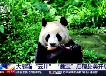 San Diego recibe a la primera pareja de pandas que llega a EEUU en 21 años