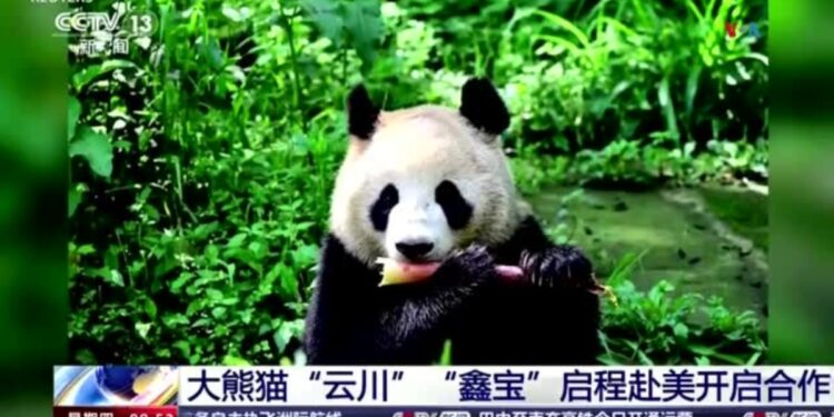 San Diego recibe a la primera pareja de pandas que llega a EEUU en 21 años