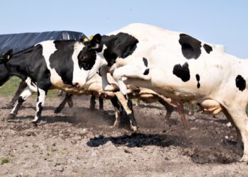 Dinamarca aplicará un impuesto a animales por las emisiones en flatulencias, un hito global