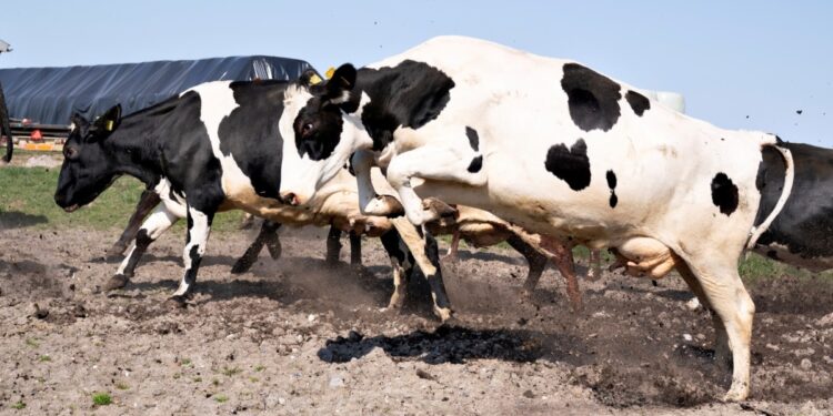 Dinamarca aplicará un impuesto a animales por las emisiones en flatulencias, un hito global