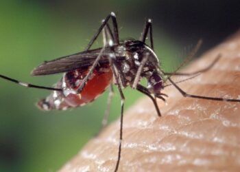 En las prisiones de Cuba prolifera el dengue, el Oropouche y la tuberculosis