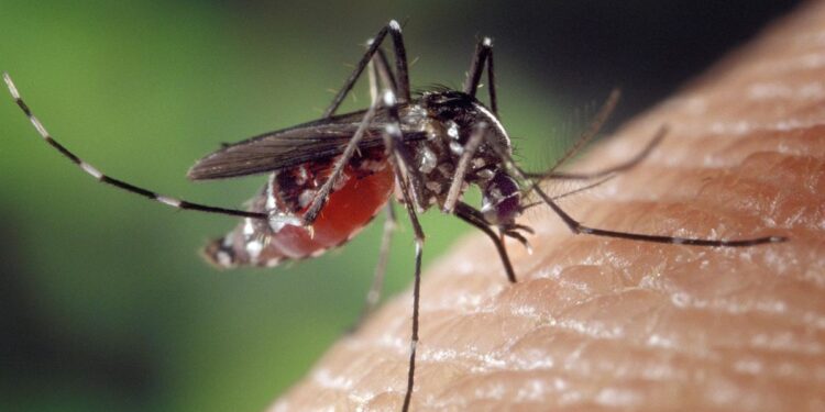 En las prisiones de Cuba prolifera el dengue, el Oropouche y la tuberculosis