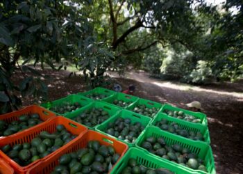 México podrá reiniciar la exportación EEUU de aguacate y mango luego de retomarse el proceso de certificación