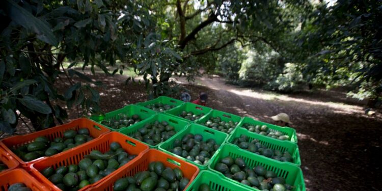México podrá reiniciar la exportación EEUU de aguacate y mango luego de retomarse el proceso de certificación