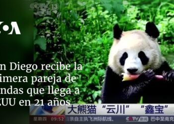 San Diego recibe la primera pareja de pandas que llega a EEUU en 21 años