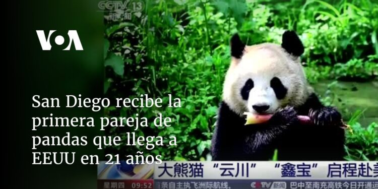 San Diego recibe la primera pareja de pandas que llega a EEUU en 21 años