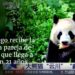 San Diego recibe la primera pareja de pandas que llega a EEUU en 21 años