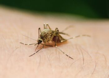 En alza casos de fiebre del Oropouche y de dengue en Santiago de Cuba
