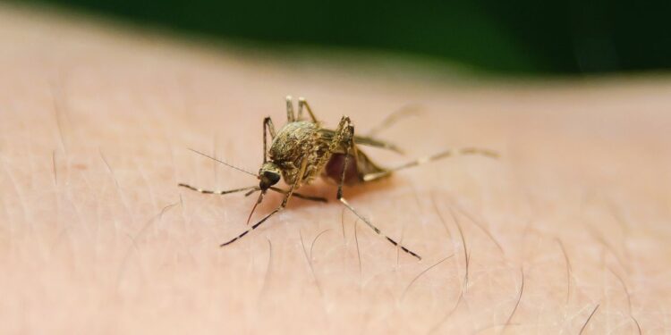 En alza casos de fiebre del Oropouche y de dengue en Santiago de Cuba