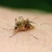 En alza casos de fiebre del Oropouche y de dengue en Santiago de Cuba