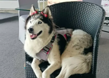 Venezuela realizará el primer festival canino que reunirá a más de 100 perros de todas las razas