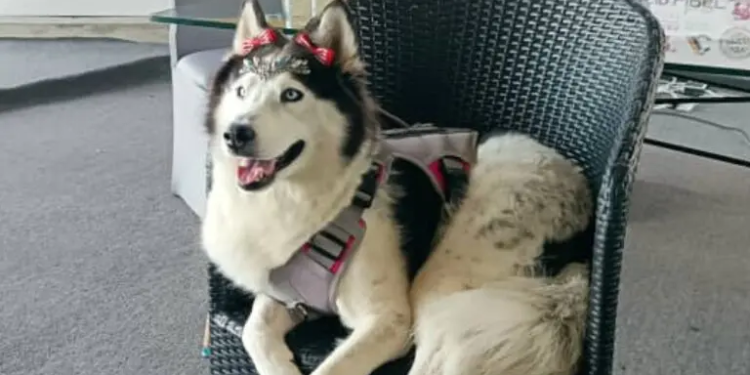 Venezuela realizará el primer festival canino que reunirá a más de 100 perros de todas las razas