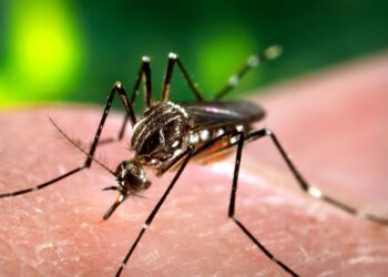 Advierten de alarmante incremento de casos de dengue en el mundo