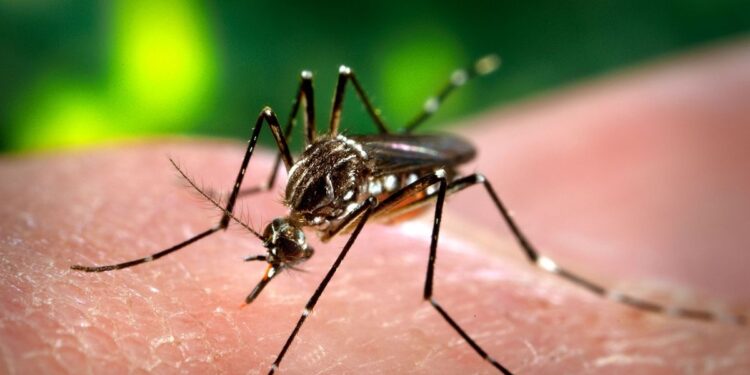 Advierten de alarmante incremento de casos de dengue en el mundo
