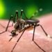 Advierten de alarmante incremento de casos de dengue en el mundo
