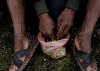 Perú confirma la reducción de cultivos de coca 2023, revirtiendo así la tendencia creciente