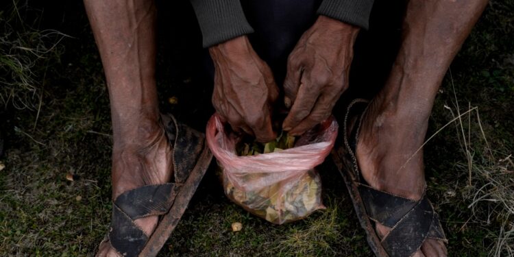 Perú confirma la reducción de cultivos de coca 2023, revirtiendo así la tendencia creciente