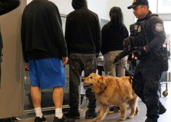 La primera línea contra el fentanilo en EEUU es un golden retriever llamado Goose